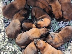 Vand Pui de Ciobanesc Belgian Malinois