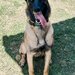 Vand Pui de Ciobanesc Belgian Malinois